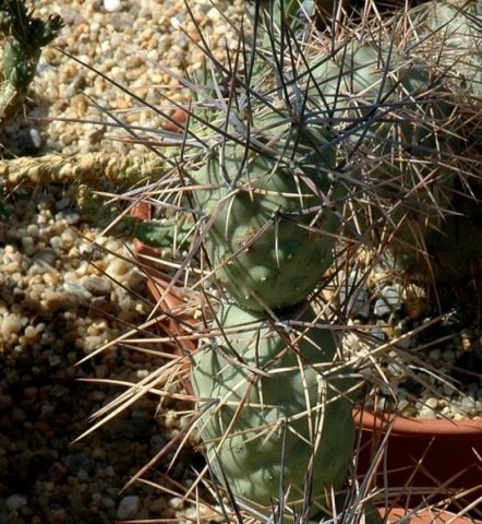 Tephrocactus_aoracanthus